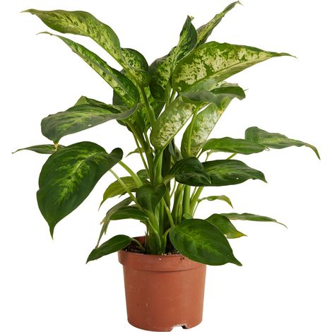 Dieffenbachia Compacta, plante à ventouses, hauteur 30 cm, pot 12 cm (1/5)