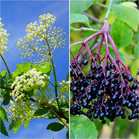 Semillas de Sauco. Sambucus Nigra. 50 Gramos