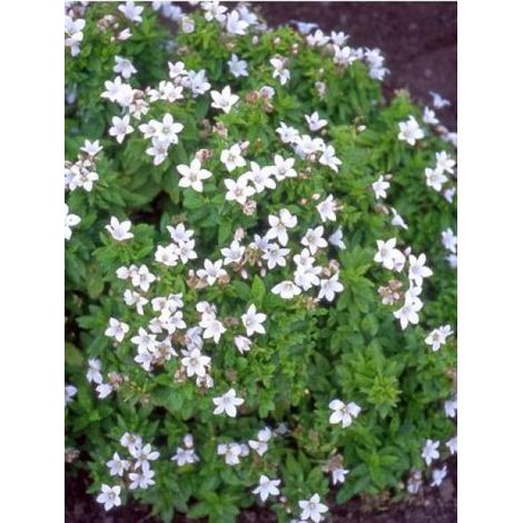 Campanule à fleurs laiteuses 'White Pouffe' Godet de 8/9 cm (1/2)