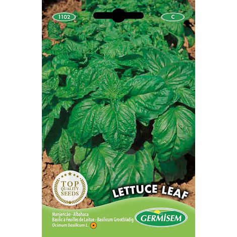graines Basilic à feuilles de laitue LETTUCE LEAF (1/5)
