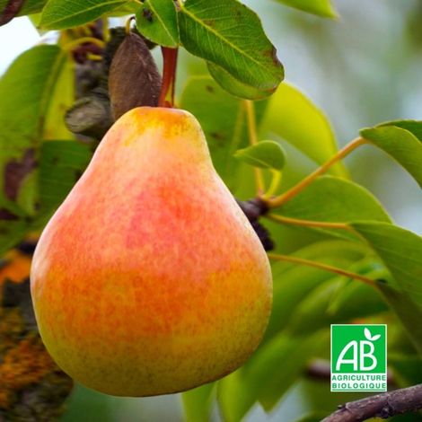 Poirier 'Louise Bonne' BIO (Pyrus communis 'Louise Bonne d´Avranches') (1/3)