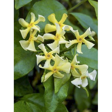 Jasmin étoilé 'Chili & Vanilla' Pot de 3L/4L (1/2)