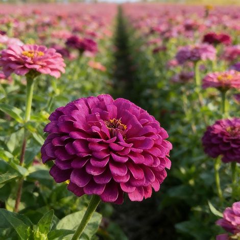 Graines de Zinnia 2000 – Crazy Blend, Patrimoniales, Non Traitée, Jardins Colorés – Violet (1/5)