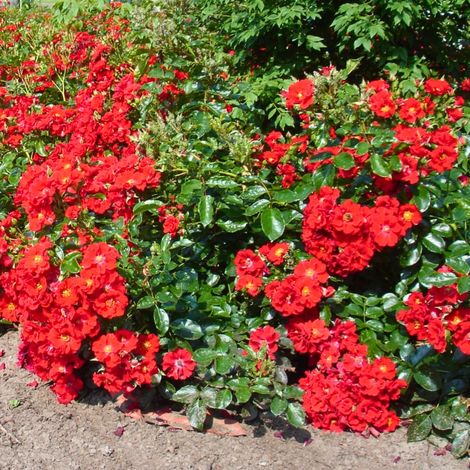 Gardenaria Rosa 'Alpenglühen' - Rosa da giardino - Altezza: 25/30 cm (vaso15) (1/2)