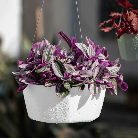 Pot Suspendu Mur Et Plafond - Pot à Plantes Intérieur avec Cordes Réglables - Pour Décoration Intérieure Balcon Patio Porche - Blanc - 15x15x9 cm - 1 Pièce (1/5)
