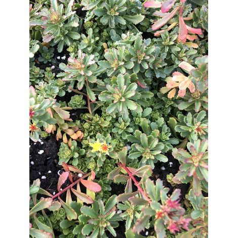 6 x Sedum flor. 'Weihenstephaner Gold' - Orpin en pot 9x9 cm