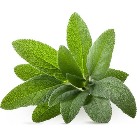 Semi di Salvia piante per orto e giardino coltivazione domestica e professionale