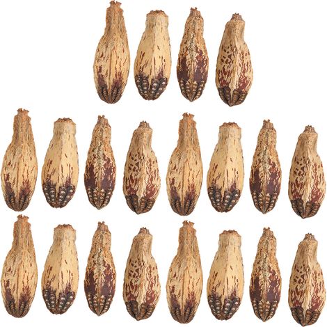 Noix Naturelles Séchées Pour Perroquet - Jouet À Mâcher Pour Aiguiser Le Bec - Soulage L'ennui Et Décore La Maison - Lot De 5 Sacs (1/5)