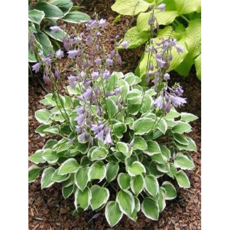 Hosta 'Diamond Tiara' Godet de 8/9 cm (1/3)
