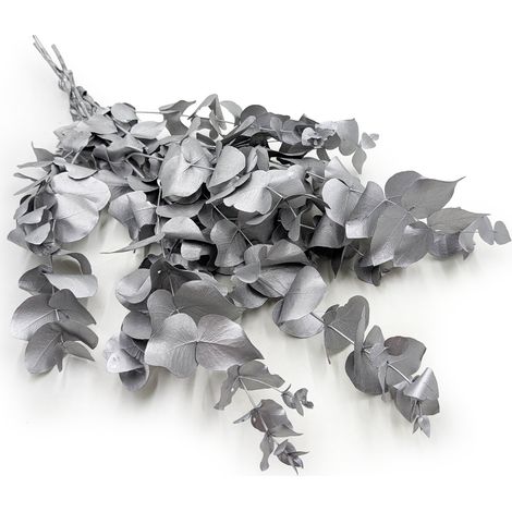 Eucalipto estabilizado - Cinerea - Plata (1/5)