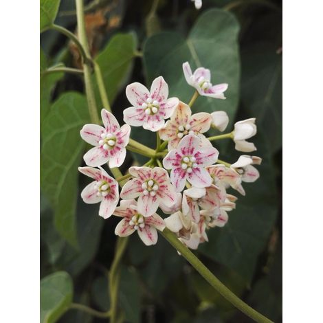 Wattakaka sinensis Pot de 2L/3L (1/3)