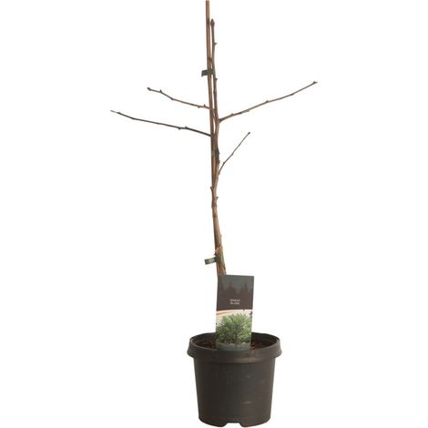 Arbre aux quarante écus Pot 3L 80cm - Ginkgo biloba