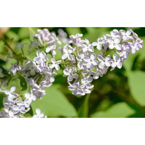 Gardenaria Lillà - Syringa vulgaris 'Madame Lemoine' - Arbusto ornamentale da giardino - Altezza: 50/70 cm (vaso19) (1/4)