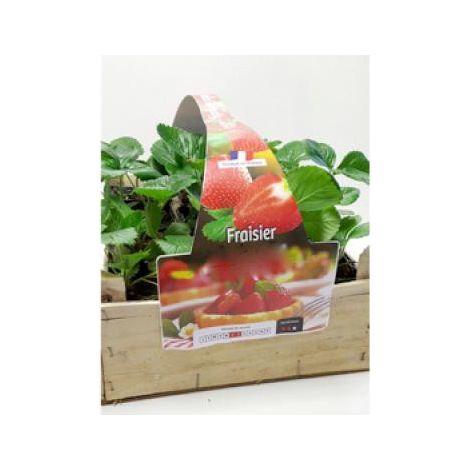 Fraisier 'Maestro®' Godet de 7/8 cm
