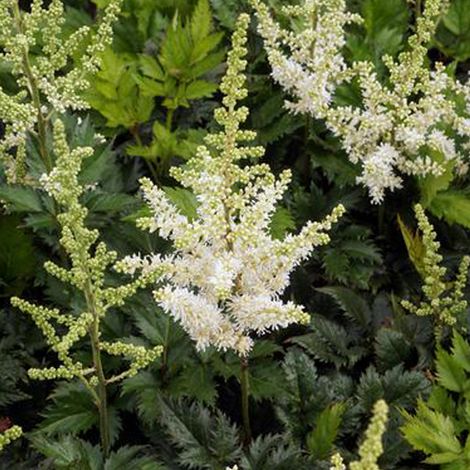 4 x Astilbe de Chine 'Professor Van Der Wielen' - godet 9x9 cm