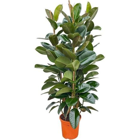 Ficus Elastica Robusta Plante d'Intérieur Caoutchouc Vert Foncé H140 cm Ø27 cm - PANGIVO