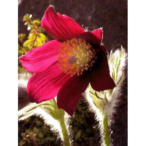 Anémone pulsatile 'Rubra' Godet de 7/8 cm (1/4)