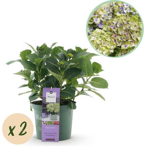Hortensia Hydrangea Magical Jewel Blue - Lot de 2 Plantes - Bleu - Pot 23 cm - Hauteur 55 cm - PANGIVO (1/5)