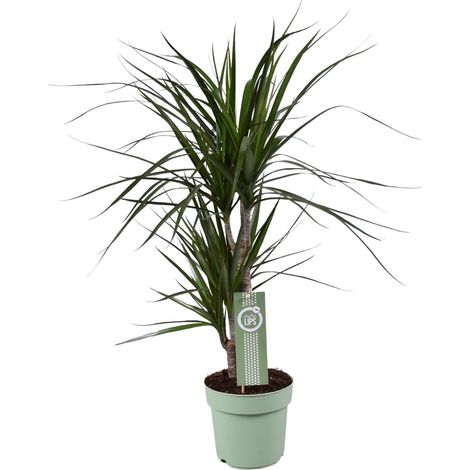 Dracaena Marginata Plante d’Intérieur Feuillage Vert à Bordures Rouges Pot 17 cm Hauteur 70 cm - PANGIVO