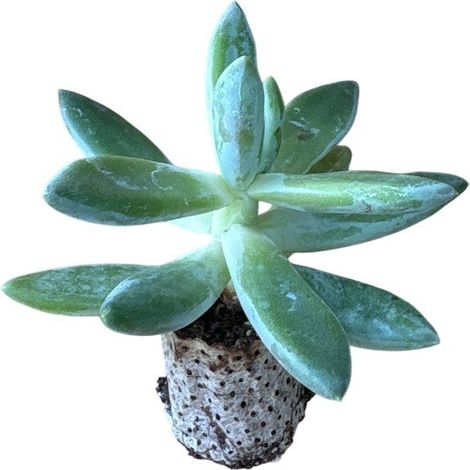 10 pezzi di Piante Grasse Hookeri - Echeveria Hybrida IN VASO 10