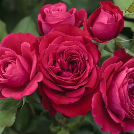 Gardenaria Rosa 'Monnalisa' - Rosa da giardino - Altezza: 40/50 cm (vaso20) (1/2)