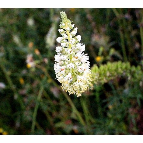 Semillas de Reseda Blanca Alba. 10 Gramos