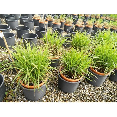 Gardenaria Miscanthus sinensis 'Dronning Ingrid' - Graminacea ornamentale da esterno - Altezza: 40 cm (vaso 17)