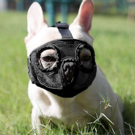 Muselière confortable et respirante, compatible avec les bouledogues anglais et français. (1/5)