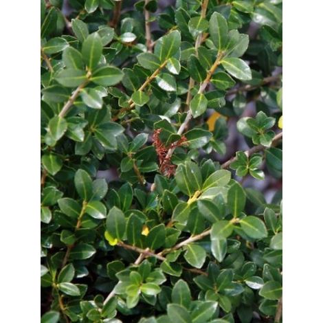 Houx crénelé 'Green Lustre' Pot de 2L/3L (1/2)