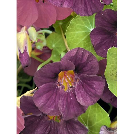 Capucine 'Purple Emperor' le sachet de 30 graines (4g) (1/2)