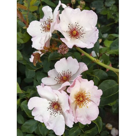 Rosier grimpant 'Sourire d'Isabelle' Pot de 4L/5L