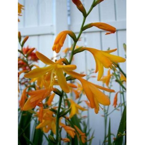 Montbrétia 'George Davidson' Godet de 7/8 cm (1/2)