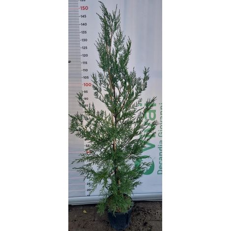 50 Piante di Leylandii V18 H 130/150 cm – Siepe Sempreverde Crescita Rapida