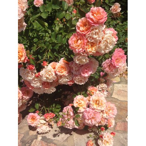 Rosa "Kordes Rosen" Cubana pianta di rose tappezzante in vaso ø19 cm FOTO REALE (1/5)