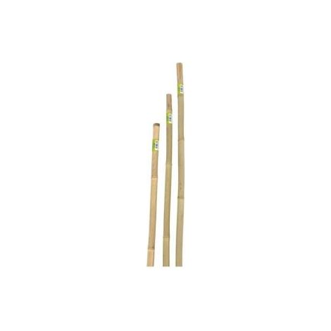 CANNA IN BAMBOO D 22-24MMXH210CM