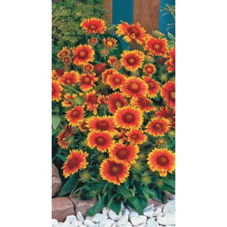 6 x Gaillardia 'Arizona Sun' - Fleur cocarde - pot de 9 x 9 cm