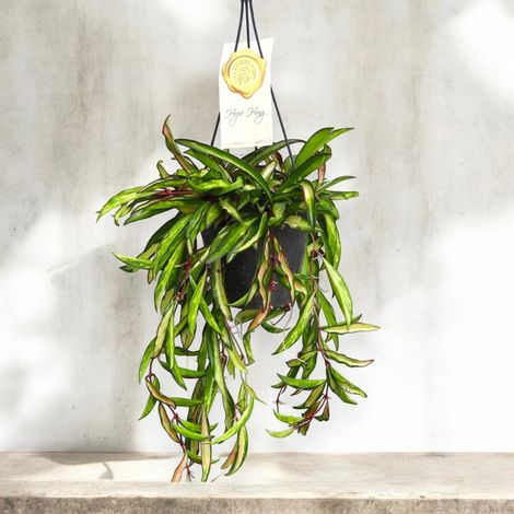Gardenaria Hoya wayetii - Pianta da interno ornamentale - Altezza: 30/35 cm (vaso 19)