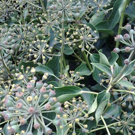 Hedera hélix  - Hedera helix 'Arborescens'  - 15-20 cm pot (1/5)