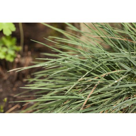 Blaugraues Schillergras Koeleria glauca 2L 20- 30 (1/5)