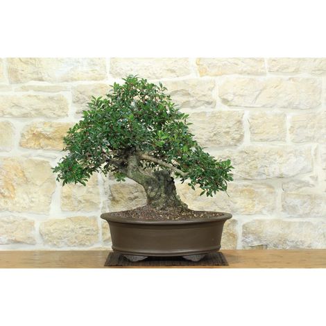 Bonsai di Lentisco (72)