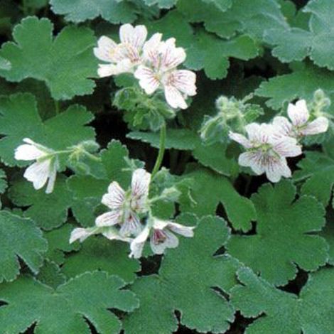 4 x Géranium vivace à feuilles de crêpe - godet 9x9 cm (1/5)