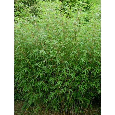 Fargesia nitida 'Gansu' Pot de 7,5L/10L
