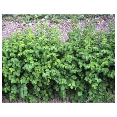 Petite Pimprenelle ( Sanguisorba Minor ) - 1g