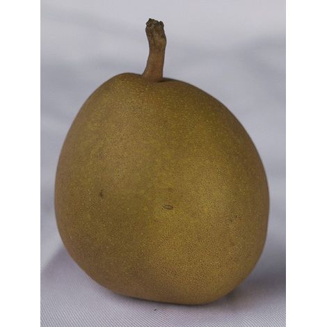 Poirier 'Angelys' Pot de 7,5L/10L, Gobelet (1/3)
