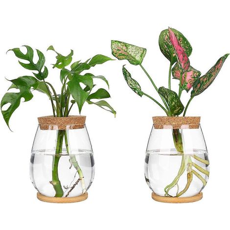 Stations de propagation de plantes, 2 terrariums de bureau séparés avec couvercle et plateau en bois pour la propagation (1/4)