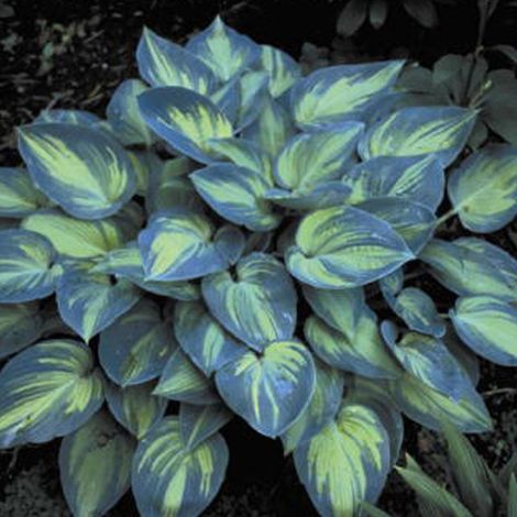 4 x Hosta 'June' - godet 9x9 cm (1/5)
