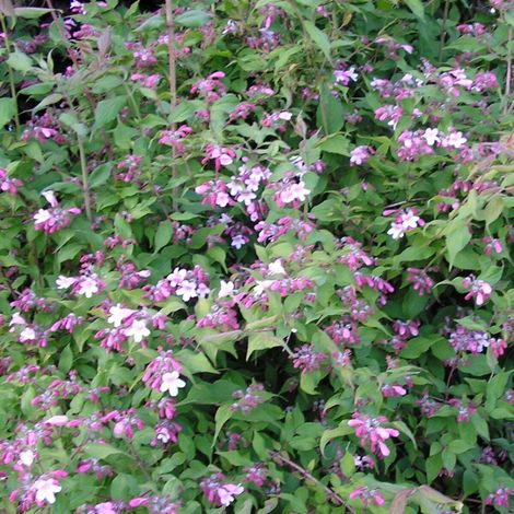Buisson de beauté Pink Cloud, Kolkwitzia/Pot de 7,5L - 60/80 cm
