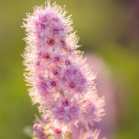 Spirée billardii - Spiraea billiardii  - 40-60 cm pot