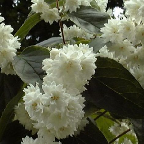 Deutzie magnifica - Deutzia magnifica - 60-80 cm pot