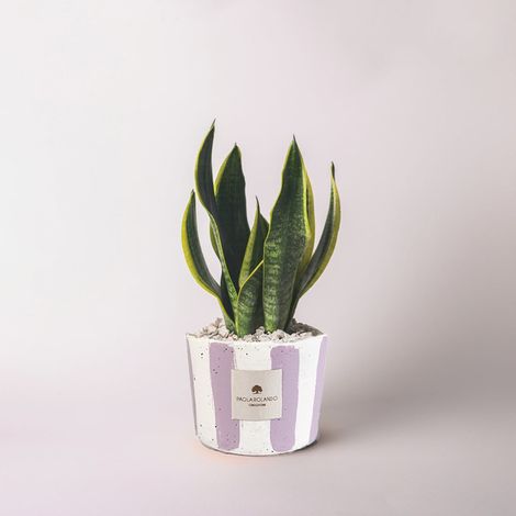 Sansevieria in vaso cementino decorato a mano Sansevieria Millerighe - Lilla